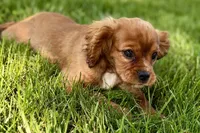 Mars, a male Cavalier King Charles Spaniel for sale in Sturgis, MI – 10 of 10