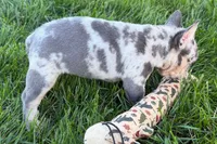 Jelly , a female Frenchton for sale in Sturgis, MI – 9 of 10