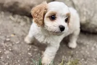 Finn, a male Cavalier King Charles Spaniel and Poodle - Miniature  for sale in Sturgis, MI – 4 of 10