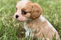 Ari , a female Cavalier King Charles Spaniel for sale in Sturgis, MI – 4 of 9