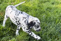 Levi, a male Dalmatian for sale in Sturgis, MI – 9 of 10