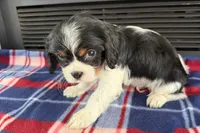 Mason, a male Cavalier King Charles Spaniel for sale in Sturgis, MI – 9 of 9