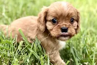 Aiden, a male Cavalier King Charles Spaniel for sale in Sturgis, MI – 8 of 10
