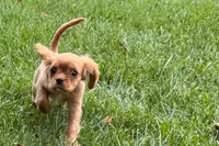 Sterling, a male Cavalier King Charles Spaniel for sale in Sturgis, MI – 6 of 9