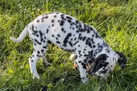 Levi, a male Dalmatian for sale in Sturgis, MI – 4 of 10