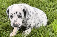 Leo, a male Dalmatian for sale in Sturgis, MI – 4 of 8