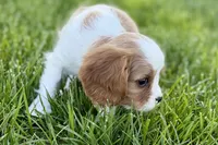 Rocky, a male Cavalier King Charles Spaniel for sale in Sturgis, MI – 7 of 10