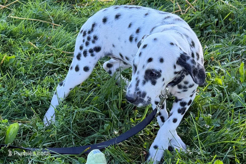 Lavida  – Dalmatian puppy for sale in Sturgis, MI