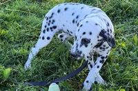 Lavida , a female Dalmatian for sale in Sturgis, MI – 1 of 10
