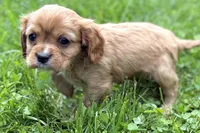 Montey , a male Cavalier King Charles Spaniel for sale in Sturgis, MI – 6 of 10