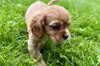 Montey , a male Cavalier King Charles Spaniel for sale in Sturgis, MI – 10 of 10