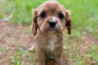 Montey , a male Cavalier King Charles Spaniel for sale in Sturgis, MI – 8 of 10