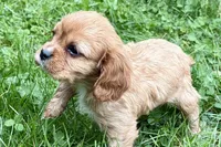 Montey , a male Cavalier King Charles Spaniel for sale in Sturgis, MI – 4 of 10