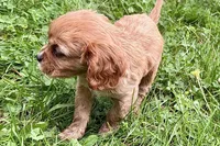 Montey , a male Cavalier King Charles Spaniel for sale in Sturgis, MI – 7 of 10