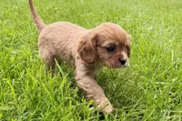 Montey , a male Cavalier King Charles Spaniel for sale in Sturgis, MI – 9 of 10