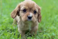Montey , a male Cavalier King Charles Spaniel for sale in Sturgis, MI – 1 of 10