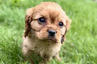 Montey , a male Cavalier King Charles Spaniel for sale in Sturgis, MI – 5 of 10