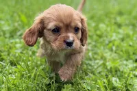 Montey , a male Cavalier King Charles Spaniel for sale in Sturgis, MI – 2 of 10