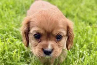 Montey , a male Cavalier King Charles Spaniel for sale in Sturgis, MI – 3 of 10