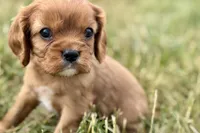 Ivan, a male Cavalier King Charles Spaniel for sale in Sturgis, MI – 7 of 10