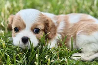 Holly, a female Cavalier King Charles Spaniel for sale in Sturgis, MI – 6 of 10