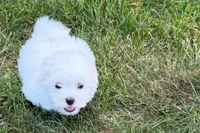 Oscar, a male Maltese for sale in Sturgis, MI – 5 of 10