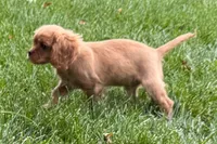 Sterling, a male Cavalier King Charles Spaniel for sale in Sturgis, MI – 3 of 9