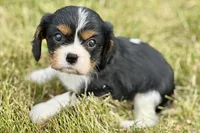 Iris , a female Cavalier King Charles Spaniel for sale in Sturgis, MI – 7 of 9