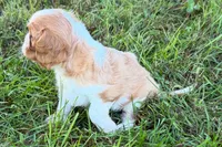 Earl, a male Cavalier King Charles Spaniel for sale in Sturgis, MI – 3 of 7