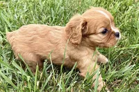 Alyssa, a female Cavalier King Charles Spaniel for sale in Sturgis, MI – 7 of 10