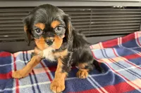 Mikey, a male Cavalier King Charles Spaniel for sale in Sturgis, MI – 7 of 9