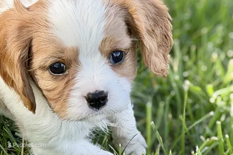 Rocky – Cavalier King Charles Spaniel puppy for sale in Sturgis, MI
