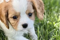 Rocky, a male Cavalier King Charles Spaniel for sale in Sturgis, MI – 1 of 10