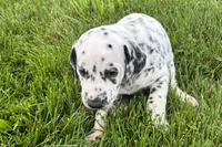 Lavon, a male Dalmatian for sale in Sturgis, MI – 7 of 9