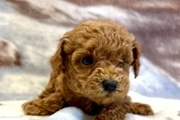Odin, a male Poodle - Toy  for sale in Sturgis, MI – Photo 2 of 8