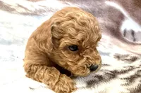 Odin, a male Poodle - Toy  for sale in Sturgis, MI – Photo 6 of 8