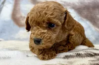 Odin, a male Poodle - Toy  for sale in Sturgis, MI – Photo 5 of 8