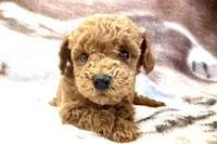 Odin, a male Poodle - Toy  for sale in Sturgis, MI – Photo 8 of 8