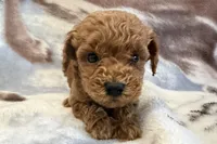 Odin, a male Poodle - Toy  for sale in Sturgis, MI – Photo 3 of 8