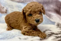 Odin, a male Poodle - Toy  for sale in Sturgis, MI – Photo 7 of 8