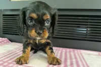 Maya, a female Cavalier King Charles Spaniel for sale in Sturgis, MI – 7 of 7