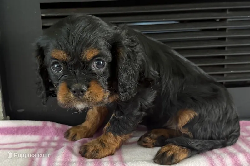 Maya – Cavalier King Charles Spaniel puppy for sale in Sturgis, MI
