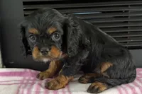 Maya, a female Cavalier King Charles Spaniel for sale in Sturgis, MI – 1 of 7
