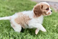 Valor, a female Cavalier King Charles Spaniel for sale in Sturgis, MI – 4 of 10