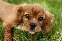 Mars, a male Cavalier King Charles Spaniel for sale in Sturgis, MI – 4 of 10
