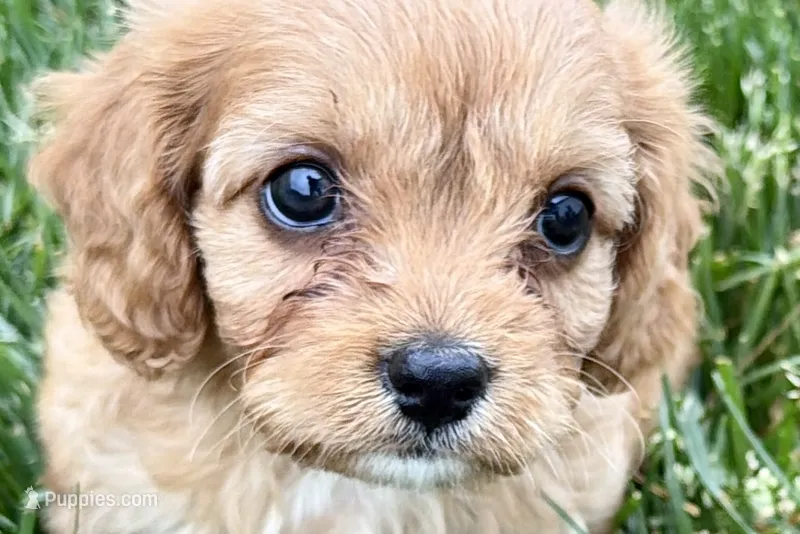 Falcon – Cavalier King Charles Spaniel, Poodle - Miniature  puppy for sale in Sturgis, MI