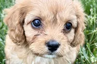 Falcon, a male Cavalier King Charles Spaniel and Poodle - Miniature  for sale in Sturgis, MI – 1 of 10