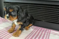 Monica, a female Cavalier King Charles Spaniel for sale in Sturgis, MI – 4 of 7