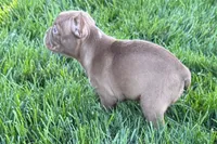 June , a female Frenchton for sale in Sturgis, MI – 8 of 10