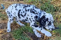 Levi, a male Dalmatian for sale in Sturgis, MI – 6 of 10